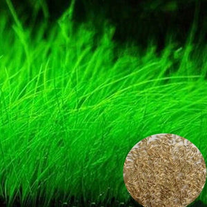 Plant Grass Seeding Aquarium Fish Tank Plants Prospects Grass Landscaping Plant Decoration Planting Drop Shipping #40