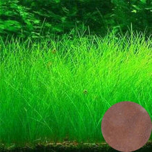 Load image into Gallery viewer, Plant Grass Seeding Aquarium Fish Tank Plants Prospects Grass Landscaping Plant Decoration Planting Drop Shipping #40