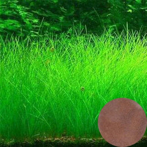 Plant Grass Seeding Aquarium Fish Tank Plants Prospects Grass Landscaping Plant Decoration Planting Drop Shipping #40