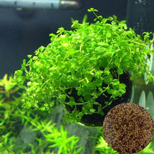 Load image into Gallery viewer, Plant Grass Seeding Aquarium Fish Tank Plants Prospects Grass Landscaping Plant Decoration Planting Drop Shipping #40