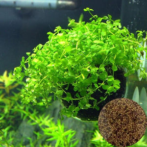 Plant Grass Seeding Aquarium Fish Tank Plants Prospects Grass Landscaping Plant Decoration Planting Drop Shipping #40