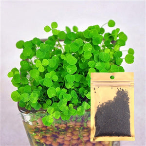 Aquarium Plant Seeds Water Aquatic Green Water Grass Decoration Easy Planting Fish Tank Landscape Ornament