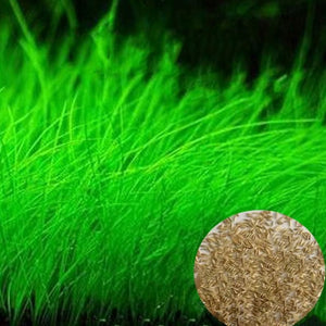 NEW Plant Grass Aquarium Fish Tank Plants Prospects Grass Seeding Grass Landscaping Plant Decoration DROP SHIPPING