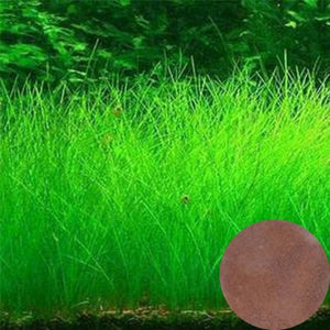 NEW Plant Grass Aquarium Fish Tank Plants Prospects Grass Seeding Grass Landscaping Plant Decoration DROP SHIPPING