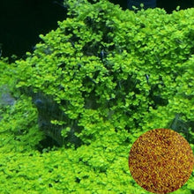 Afbeelding in Gallery-weergave laden, NEW Plant Grass Aquarium Fish Tank Plants Prospects Grass Seeding Grass Landscaping Plant Decoration DROP SHIPPING